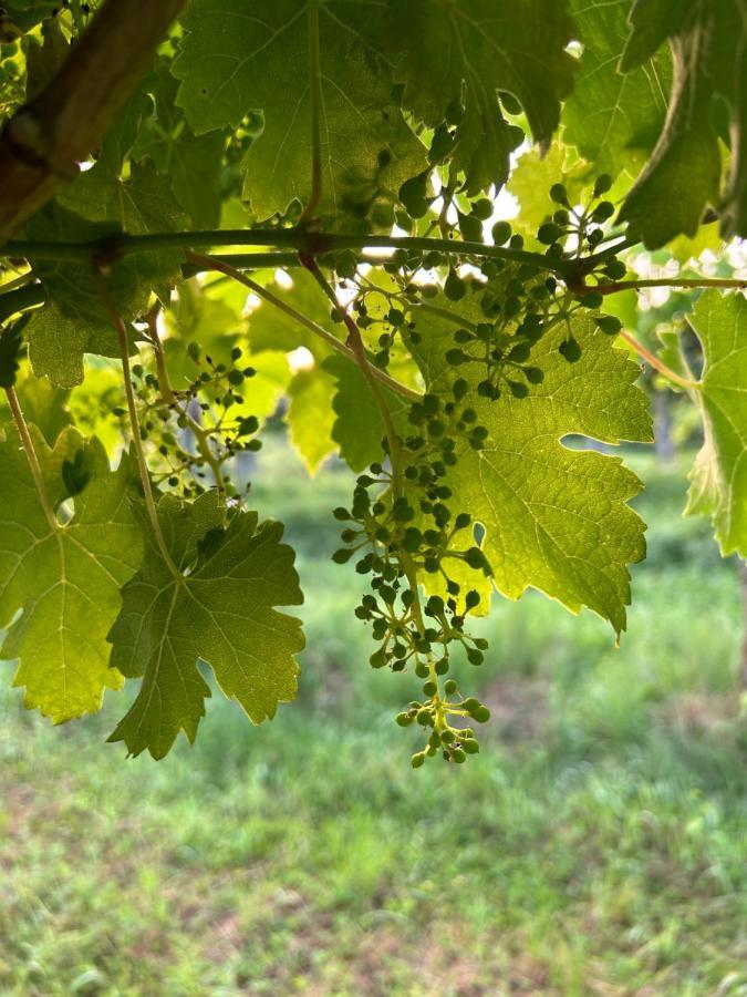 Cruna Di Subida Wine Country House Cormòns Εξωτερικό φωτογραφία